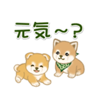 よちよち豆柴兄弟 大きなお返事（個別スタンプ：34）