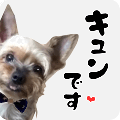 [LINEスタンプ] 動物スタンプ❤イヌ【実写アニメ版】