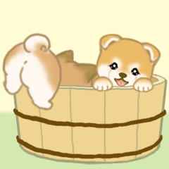 [LINEスタンプ] よちよち豆柴 かくれんぼ