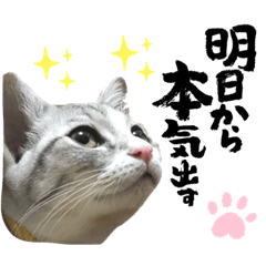 [LINEスタンプ] 実写♡ねこ 毎日使える♡