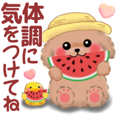 [LINEスタンプ] かわいいトイプードル❤️夏