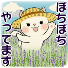 [LINEスタンプ] 毎日使える夏スタンプ ♡ ラブリー猫さん