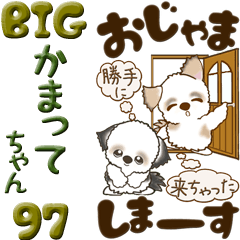 [LINEスタンプ] 【Big】シーズー犬 97『かまってちゃん』