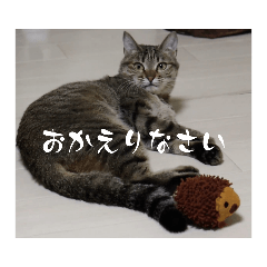 [LINEスタンプ] かぴちゃんの日常