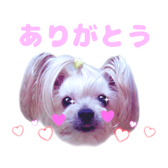 [LINEスタンプ] cocoスタンプデビュー