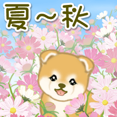 [LINEスタンプ] 赤ちゃん豆柴 夏～秋